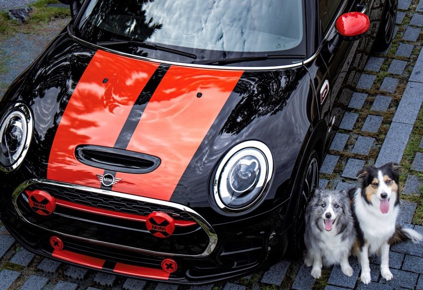 Two dogs sitting next to a MINI Clubman